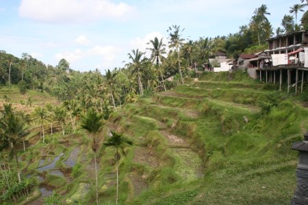 Sawa&#039;s richting Ubud